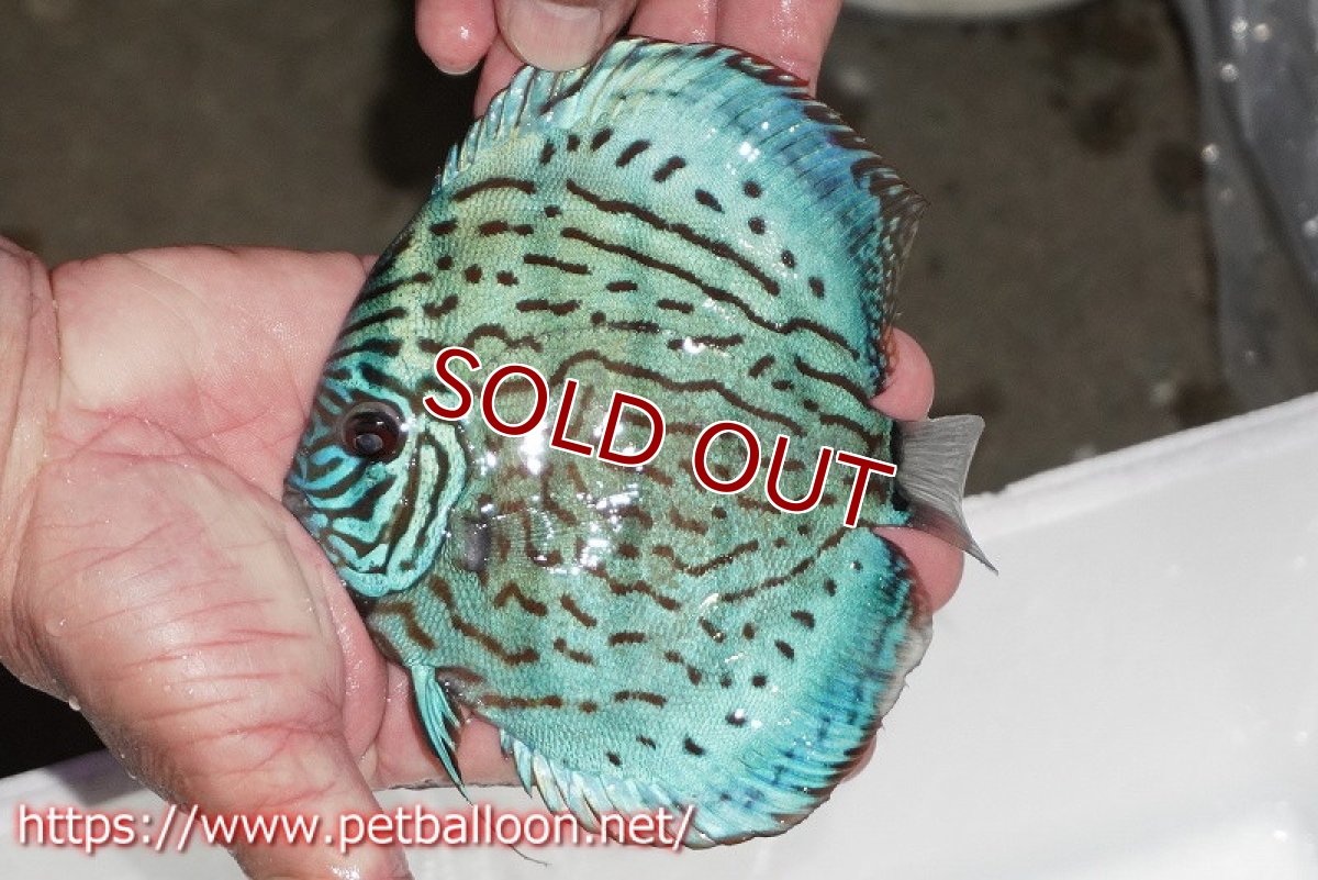 画像3: 【ディスカス】【通販】【今後入荷未定 超希少種】オールドジャックワットレーセルーリア（ピュア）【個体販売】15cm（生体）国産ディスカス (3)