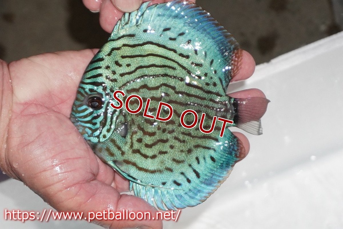 画像2: 【ディスカス】【通販】【今後入荷未定 超希少種】オールドジャックワットレーセルーリア（ピュア）【個体販売】15cm（生体）国産ディスカス (2)