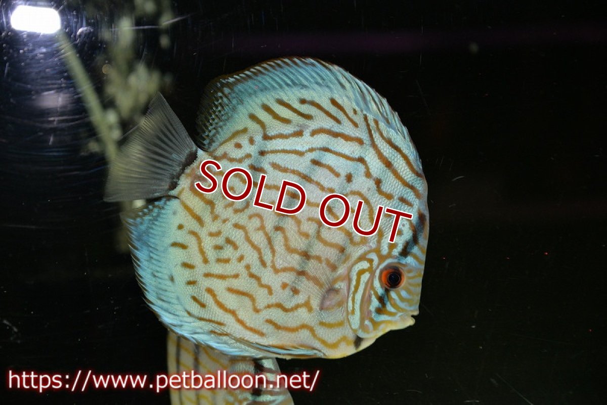 画像2: 【ディスカス】【通販】【今後入荷未定 超希少種】オールドジャックワットレーセルーリア（ピュア）【個体販売】15cm（生体）国産ディスカス (2)