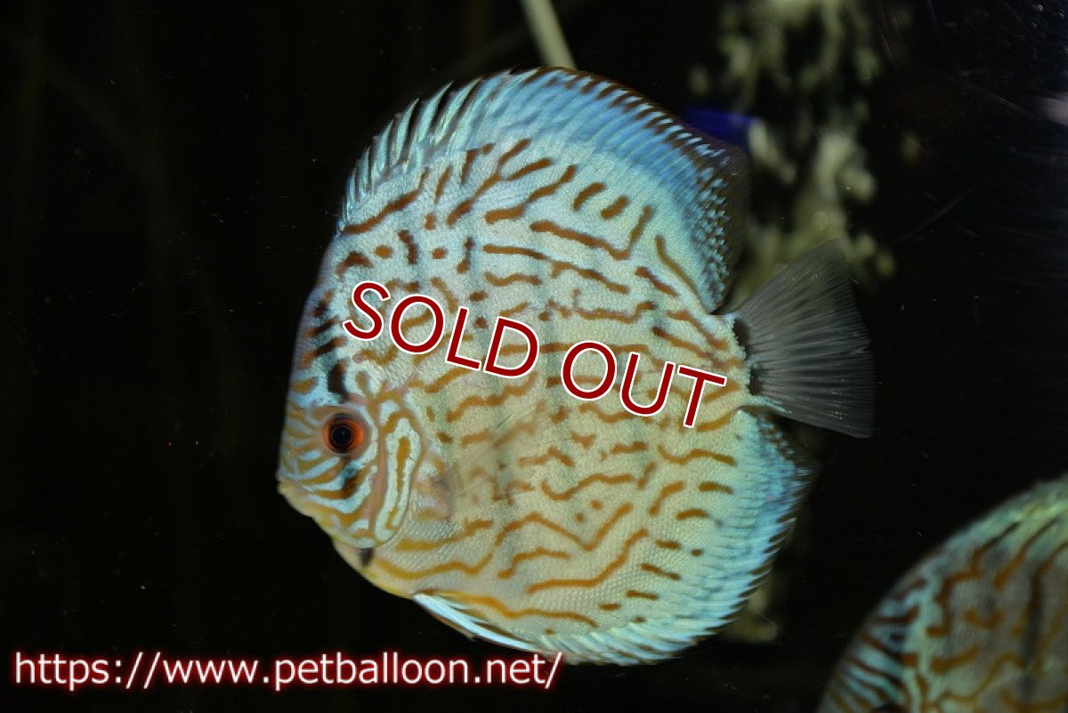 画像3: 【ディスカス】【通販】【今後入荷未定 超希少種】オールドジャックワットレーセルーリア（ピュア）【個体販売】15cm（生体）国産ディスカス (3)