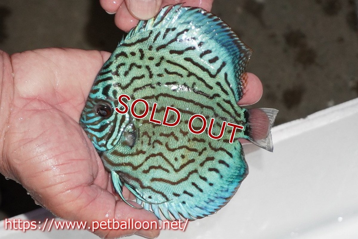 画像4: 【ディスカス】【通販】【今後入荷未定 超希少種】オールドジャックワットレーセルーリア（ピュア）【個体販売】15cm（生体）国産ディスカス (4)