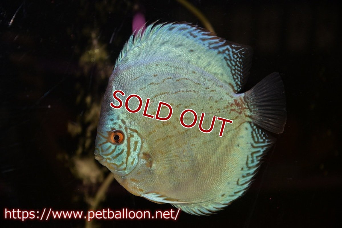 画像2: 【ディスカス】【通販】【今後入荷未定 超希少種】2024プレミアムセルーリア【個体販売】17cm（生体）国産ディスカス (2)