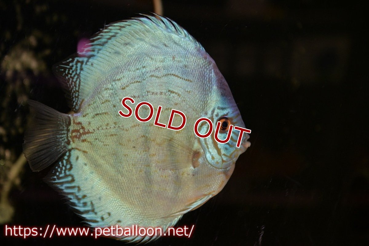 画像3: 【ディスカス】【通販】【今後入荷未定 超希少種】2024プレミアムセルーリア【個体販売】17cm（生体）国産ディスカス (3)