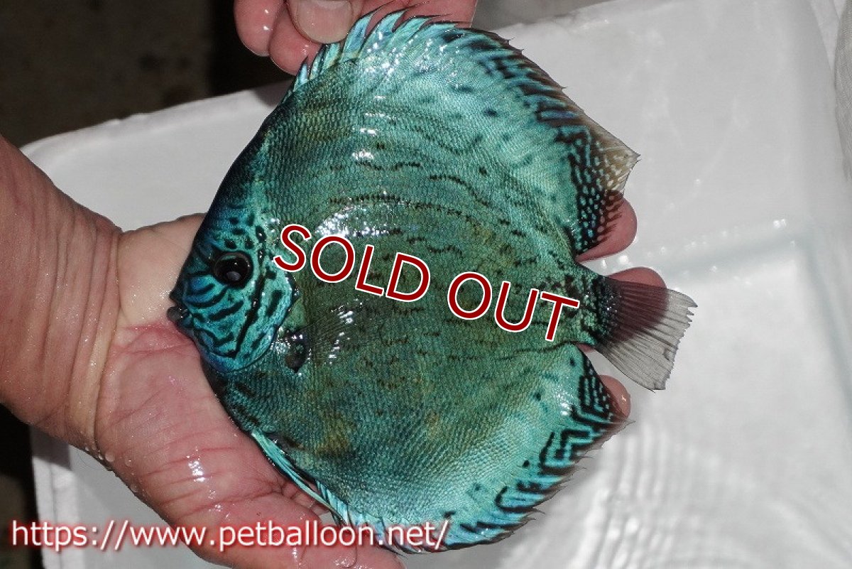 画像4: 【ディスカス】【通販】【今後入荷未定 超希少種】2024プレミアムセルーリア【個体販売】17cm（生体）国産ディスカス (4)