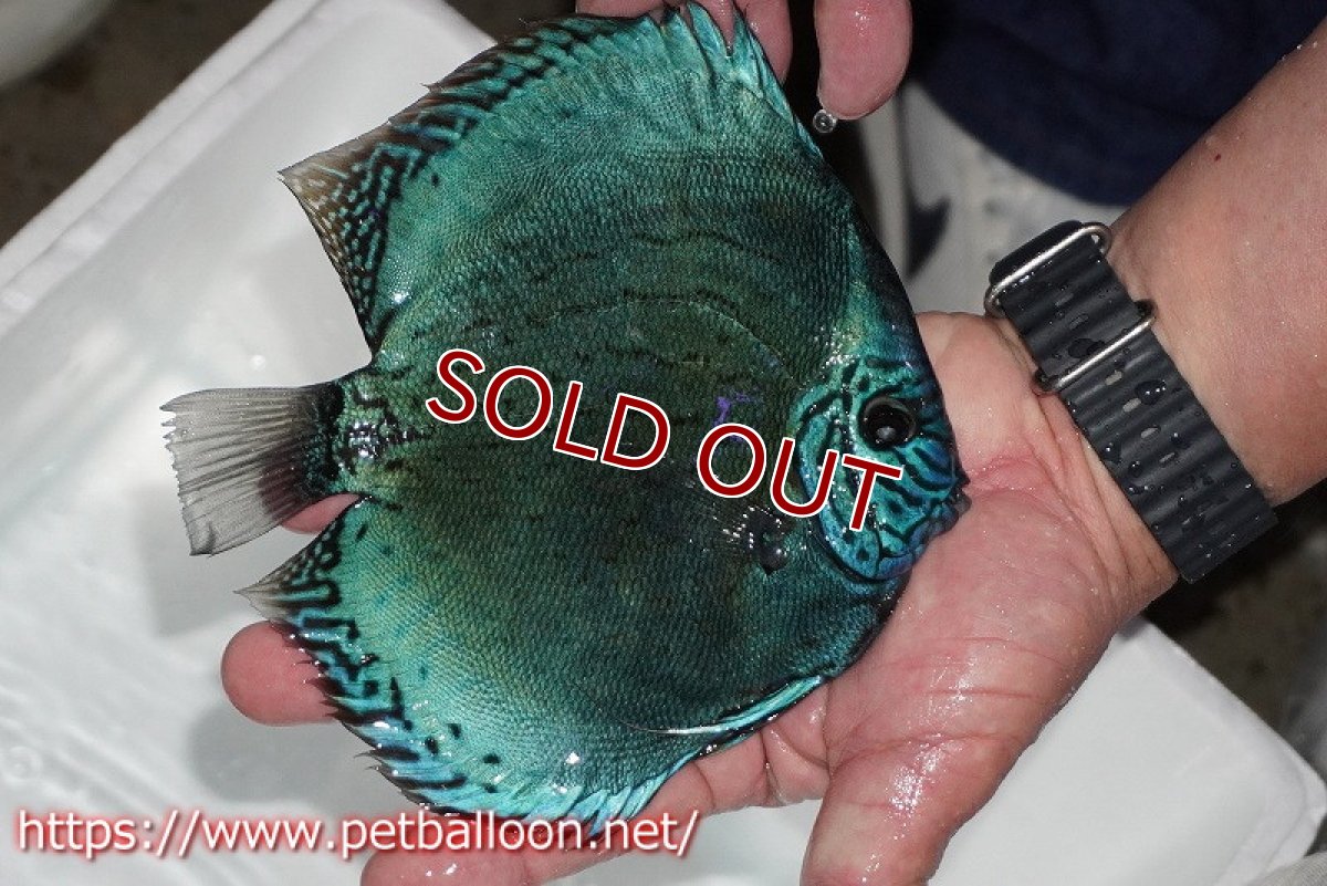 画像5: 【ディスカス】【通販】【今後入荷未定 超希少種】2024プレミアムセルーリア【個体販売】17cm（生体）国産ディスカス (5)