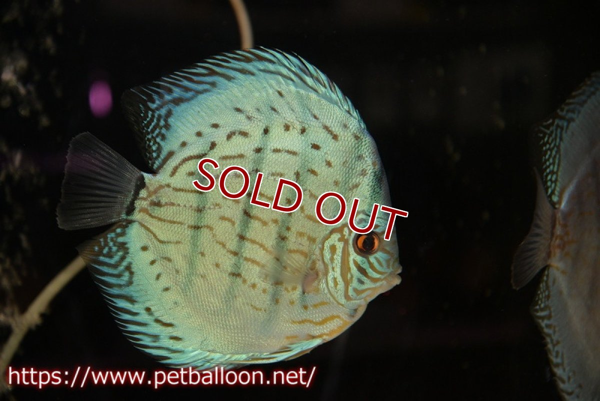 画像2: 【ディスカス】【通販】【今後入荷未定 超希少種】2024プレミアムセルーリア【個体販売】16cm（生体）国産ディスカス (2)