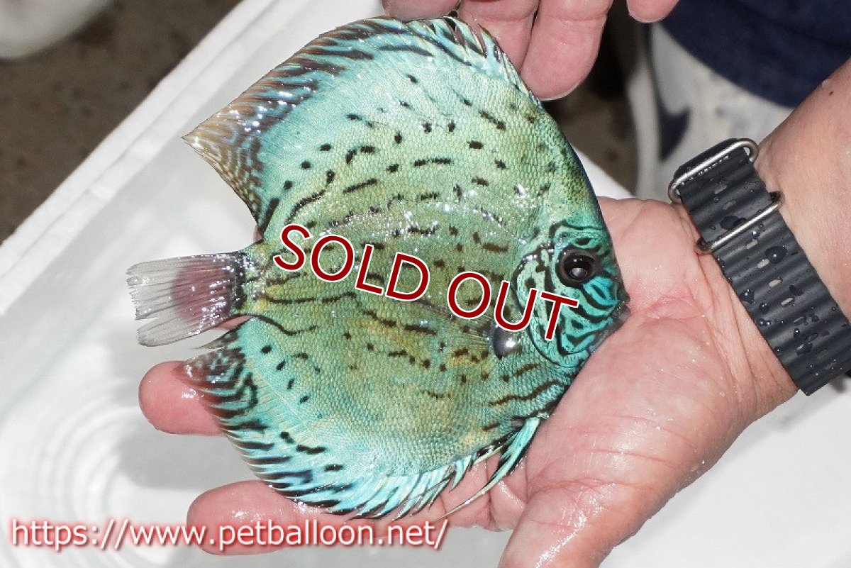 画像4: 【ディスカス】【通販】【今後入荷未定 超希少種】2024プレミアムセルーリア【個体販売】16cm（生体）国産ディスカス (4)