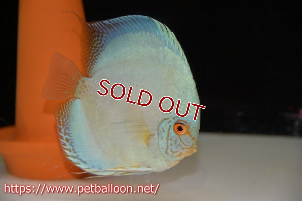 画像2: 【ディスカス】【通販】ジャイアントコバルト　ハイフォーム【個体ペア販売】13-14cm（生体）マレーシア　KLディスカスファーム (2)