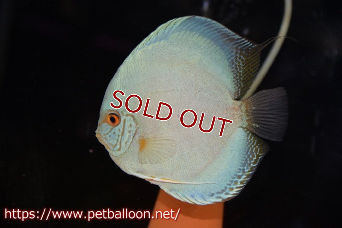 画像3: 【ディスカス】【通販】ジャイアントコバルト　ハイフォーム【個体ペア販売】13-14cm（生体）マレーシア　KLディスカスファーム (3)