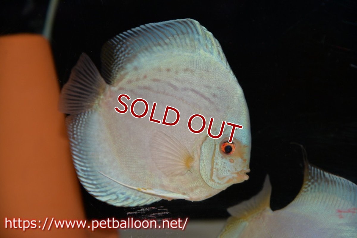 画像4: 【ディスカス】【通販】ジャイアントコバルト　ハイフォーム【個体ペア販売】13-14cm（生体）マレーシア　KLディスカスファーム (4)