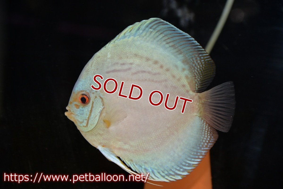 画像5: 【ディスカス】【通販】ジャイアントコバルト　ハイフォーム【個体ペア販売】13-14cm（生体）マレーシア　KLディスカスファーム (5)