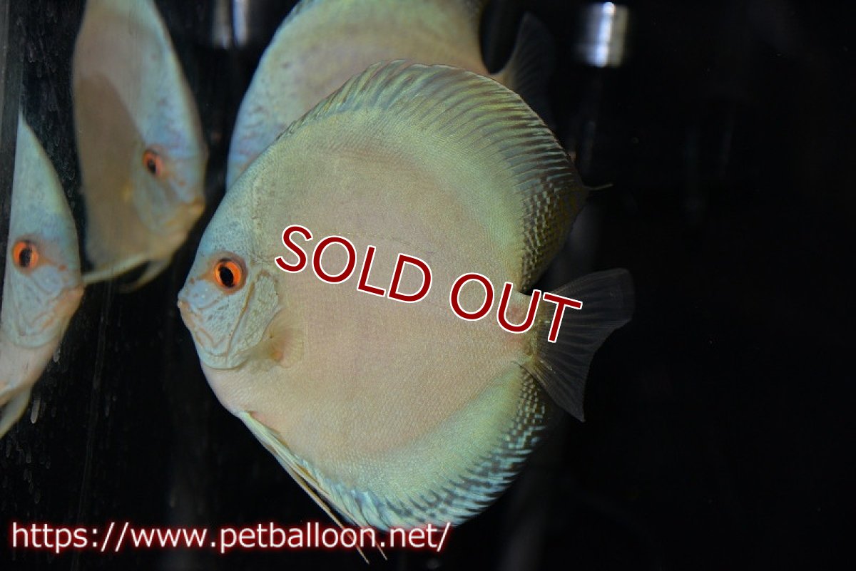 画像2: 【ディスカス】【通販】ジャイアントコバルト　ハイフォーム【個体ペア販売】13-14cm（生体）マレーシア　KLディスカスファーム (2)