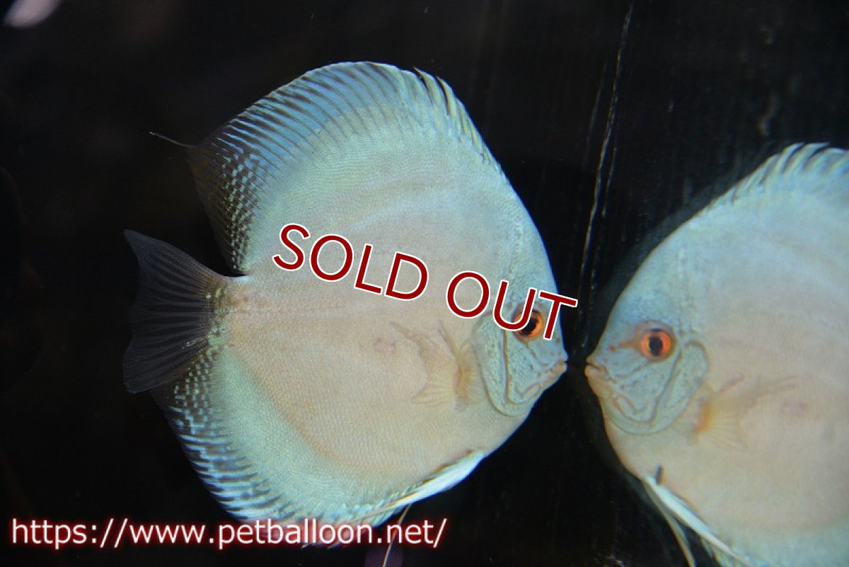 画像3: 【ディスカス】【通販】ジャイアントコバルト　ハイフォーム【個体ペア販売】13-14cm（生体）マレーシア　KLディスカスファーム (3)