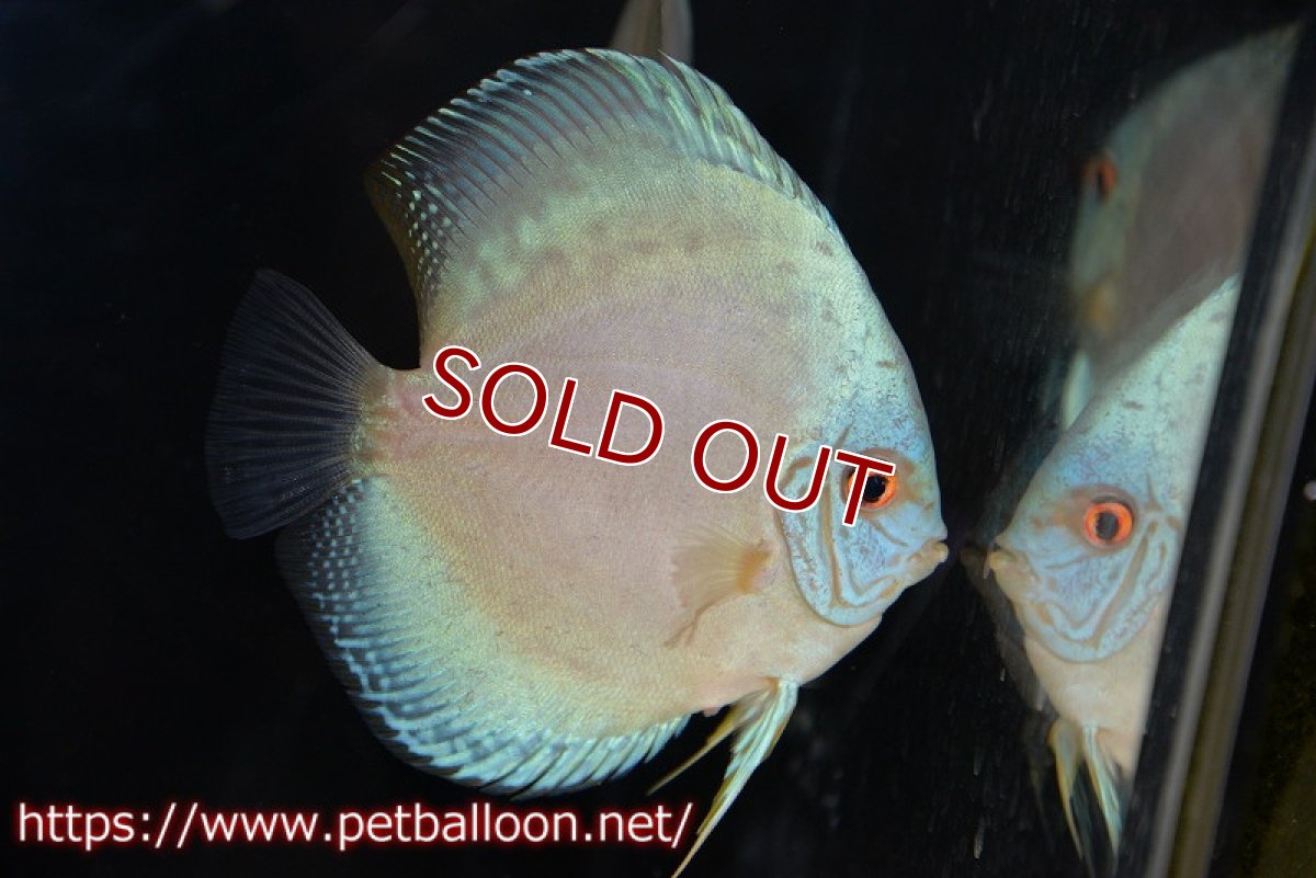 画像4: 【ディスカス】【通販】ジャイアントコバルト　ハイフォーム【個体ペア販売】13-14cm（生体）マレーシア　KLディスカスファーム (4)