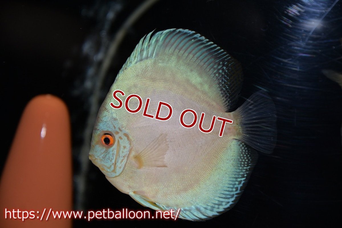 画像5: 【ディスカス】【通販】ジャイアントコバルト　ハイフォーム【個体ペア販売】13-14cm（生体）マレーシア　KLディスカスファーム (5)