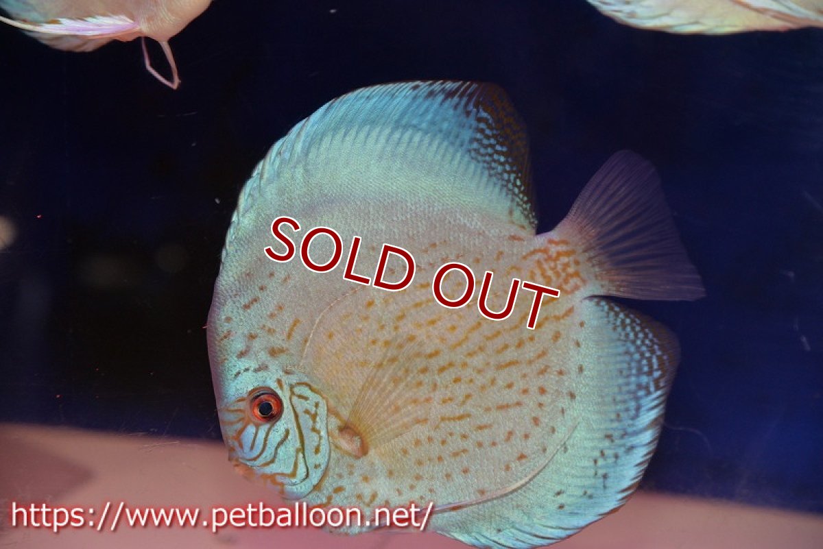 画像2: 【ディスカス】【通販】ジャイアントブルーフローラ　ハイフォーム（ワームパターン）【個体販売】16-17cm（生体）マレーシア　NAディスカスファーム (2)