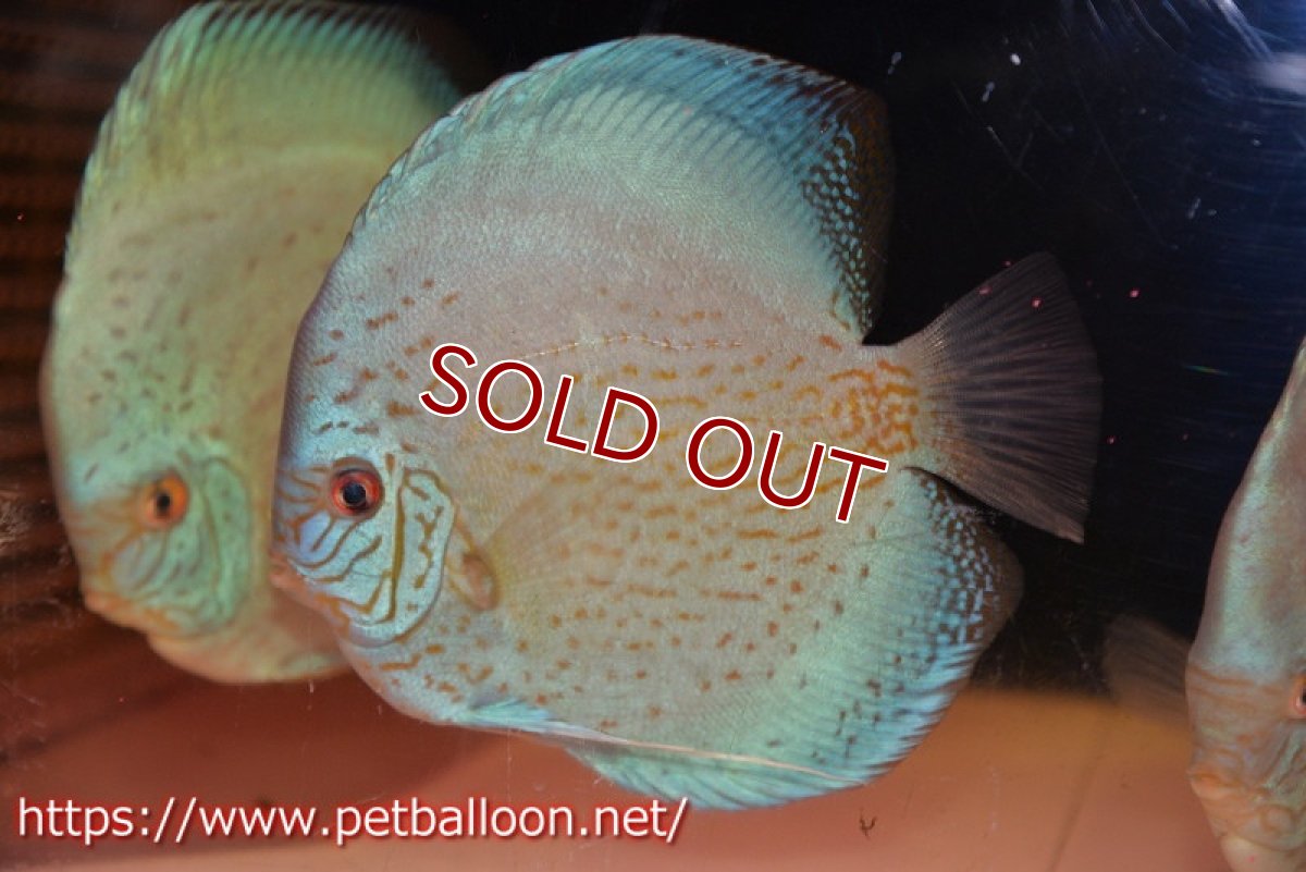 画像3: 【ディスカス】【通販】ジャイアントブルーフローラ　ハイフォーム（ワームパターン）【個体販売】16-17cm（生体）マレーシア　NAディスカスファーム (3)