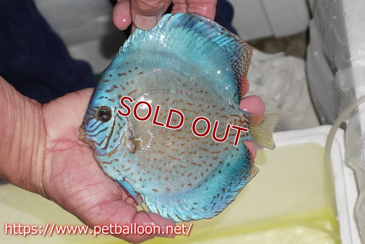 画像4: 【ディスカス】【通販】ジャイアントブルーフローラ　ハイフォーム（ワームパターン）【個体販売】16-17cm（生体）マレーシア　NAディスカスファーム (4)