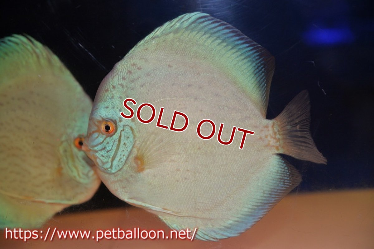 画像2: 【ディスカス】【通販】ジャイアントブルーフローラ　ハイフォーム（ワームパターン）【個体販売】16-17cm（生体）マレーシア　NAディスカスファーム (2)