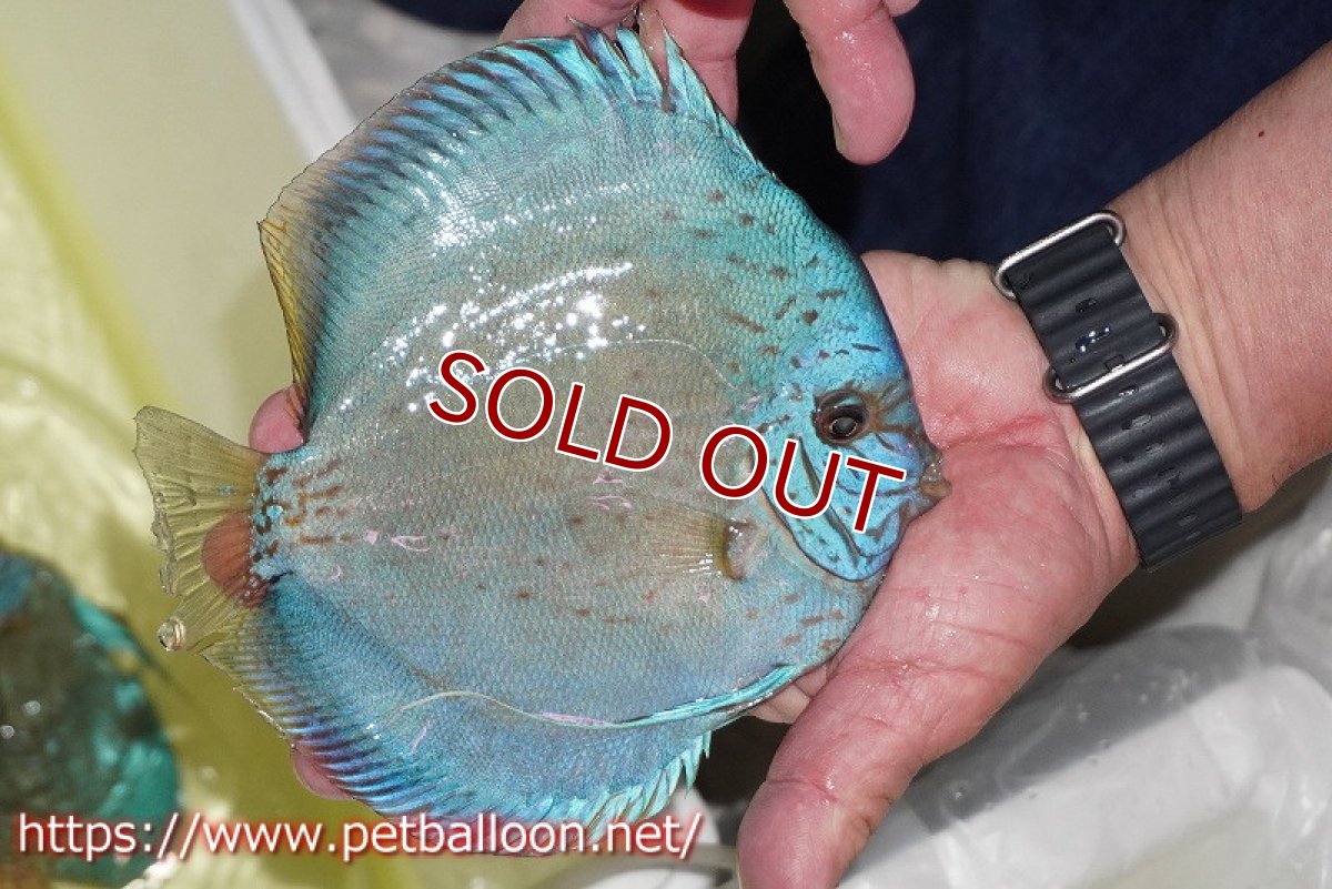 画像4: 【ディスカス】【通販】ジャイアントブルーフローラ　ハイフォーム（ワームパターン）【個体販売】16-17cm（生体）マレーシア　NAディスカスファーム (4)