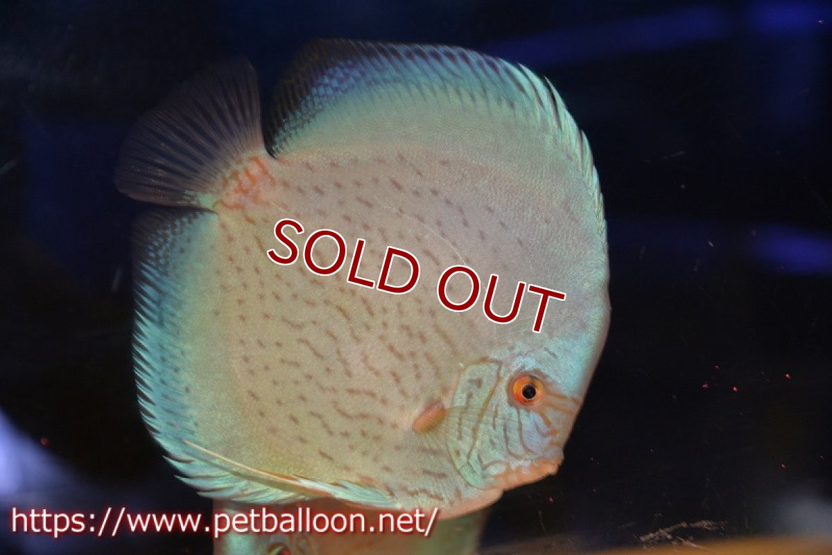 画像2: 【ディスカス】【通販】ジャイアントブルーフローラ　ハイフォーム（ワームパターン）【個体販売】16-17cm（生体）マレーシア　NAディスカスファーム (2)