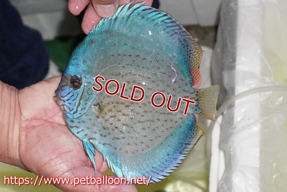 画像3: 【ディスカス】【通販】ジャイアントブルーフローラ　ハイフォーム（ワームパターン）【個体販売】16-17cm（生体）マレーシア　NAディスカスファーム (3)