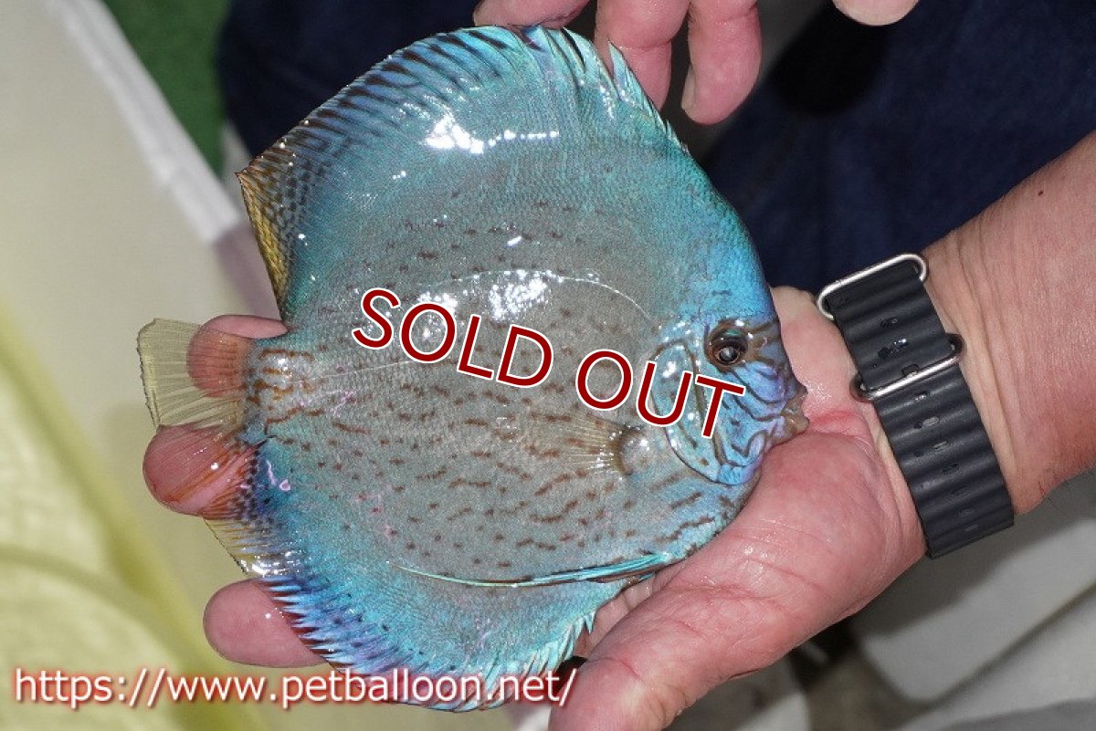 画像4: 【ディスカス】【通販】ジャイアントブルーフローラ　ハイフォーム（ワームパターン）【個体販売】16-17cm（生体）マレーシア　NAディスカスファーム (4)