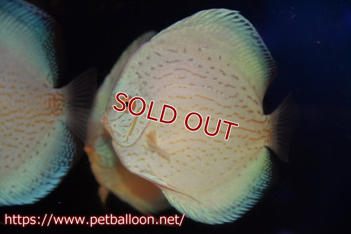 画像2: 【ディスカス】【通販】ジャイアントブルーフローラ　ハイフォーム（ワームパターン）【個体販売】16-17cm（生体）マレーシア　NAディスカスファーム (2)