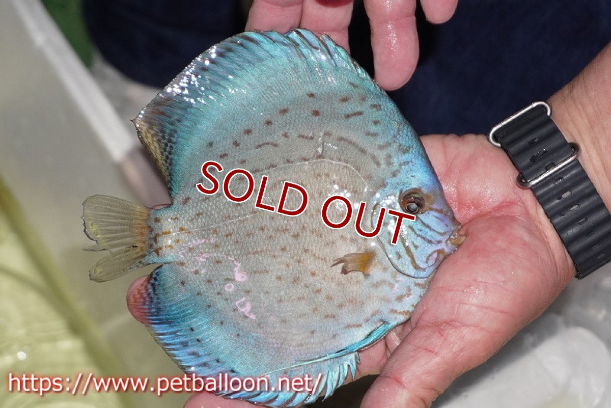 画像2: 【ディスカス】【通販】ジャイアントブルーフローラ　ハイフォーム（ワームパターン）【個体販売】16-17cm（生体）マレーシア　NAディスカスファーム (2)