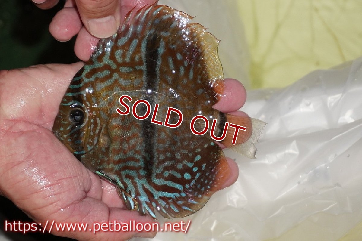 画像2: 【ディスカス】【通販】ワイルドヤムンダブルームーン×ヘッケルクロス　F2【個体販売】12cm（生体）マレーシア　KLディスカスファーム (2)