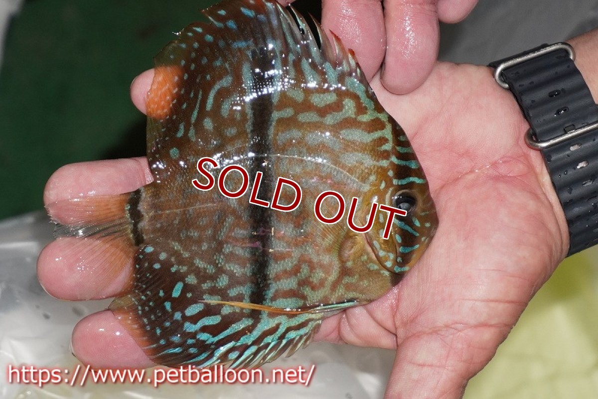 画像3: 【ディスカス】【通販】ワイルドヤムンダブルームーン×ヘッケルクロス　F2【個体販売】12cm（生体）マレーシア　KLディスカスファーム (3)