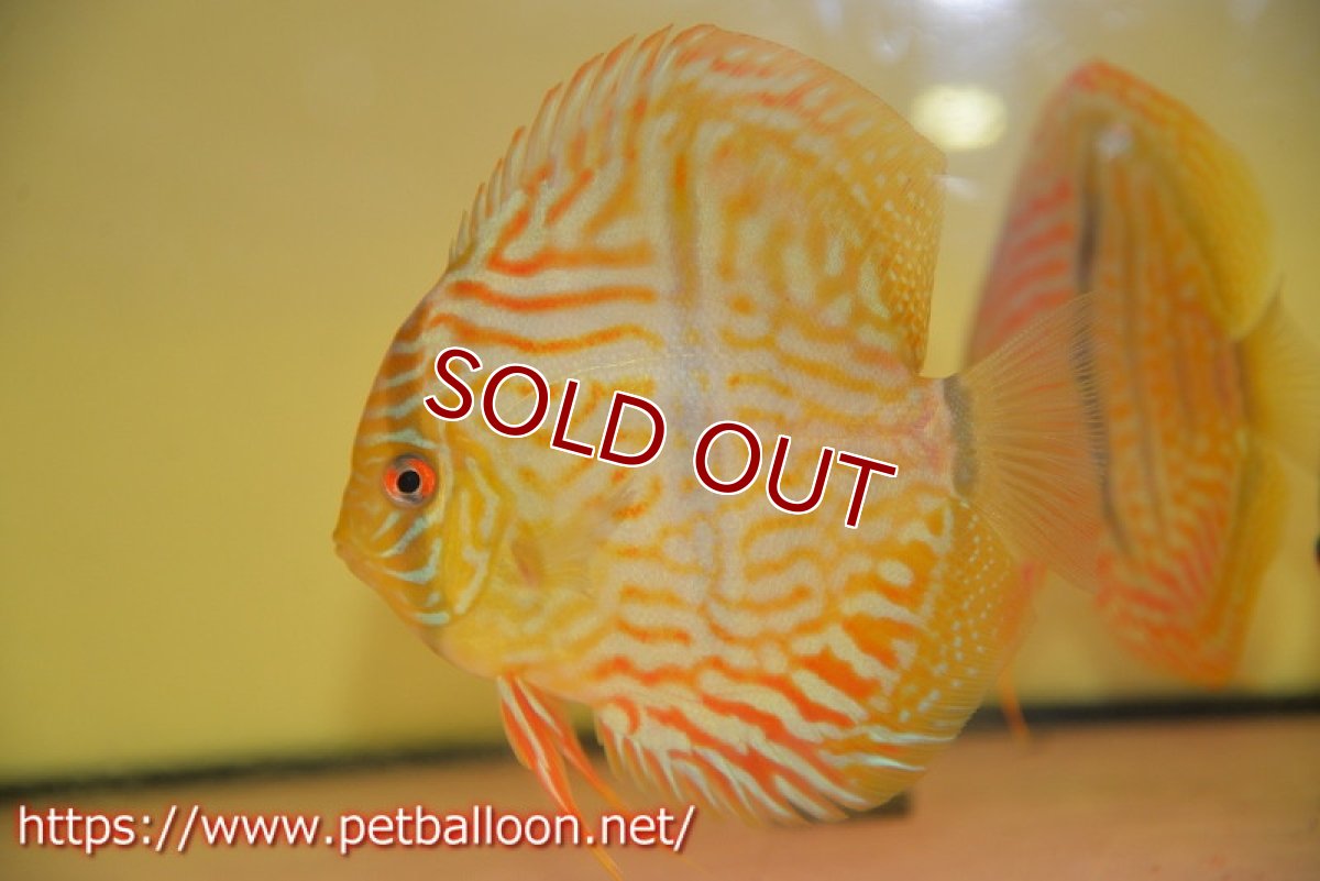 画像2: 【ディスカス】【通販】ワイルドヤムンダブルームーン×ヘッケルクロス　F2【個体販売】12cm（生体）マレーシア　KLディスカスファーム (2)