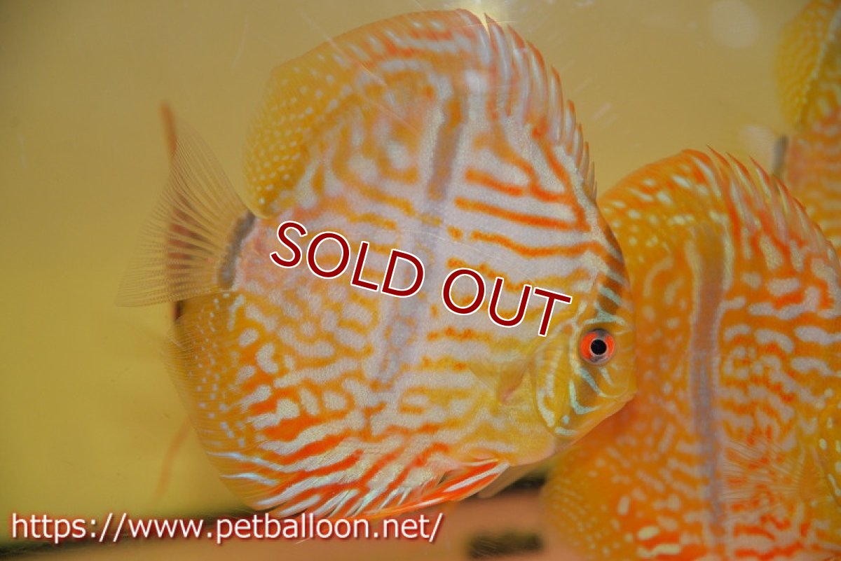 画像3: 【ディスカス】【通販】ワイルドヤムンダブルームーン×ヘッケルクロス　F2【個体販売】12cm（生体）マレーシア　KLディスカスファーム (3)