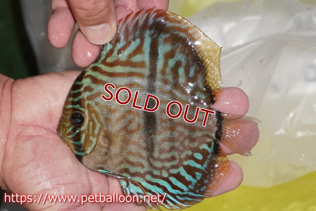 画像4: 【ディスカス】【通販】ワイルドヤムンダブルームーン×ヘッケルクロス　F2【個体販売】12cm（生体）マレーシア　KLディスカスファーム (4)