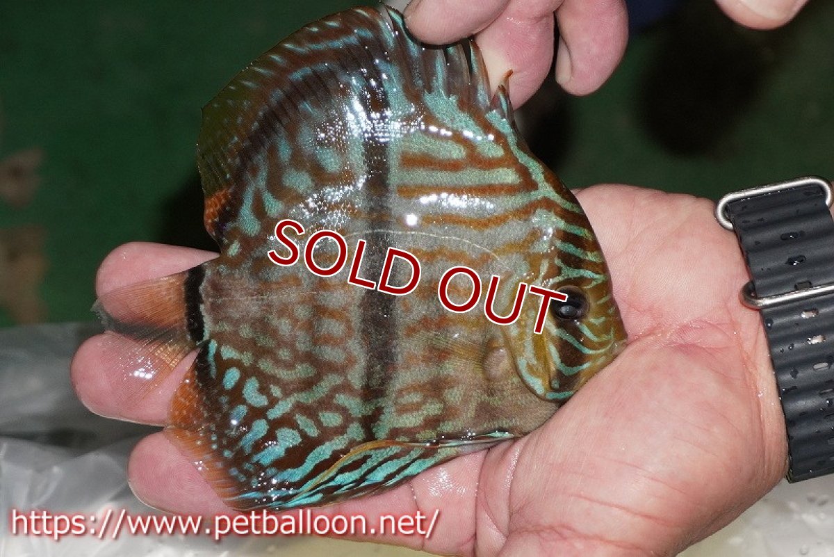 画像5: 【ディスカス】【通販】ワイルドヤムンダブルームーン×ヘッケルクロス　F2【個体販売】12cm（生体）マレーシア　KLディスカスファーム (5)