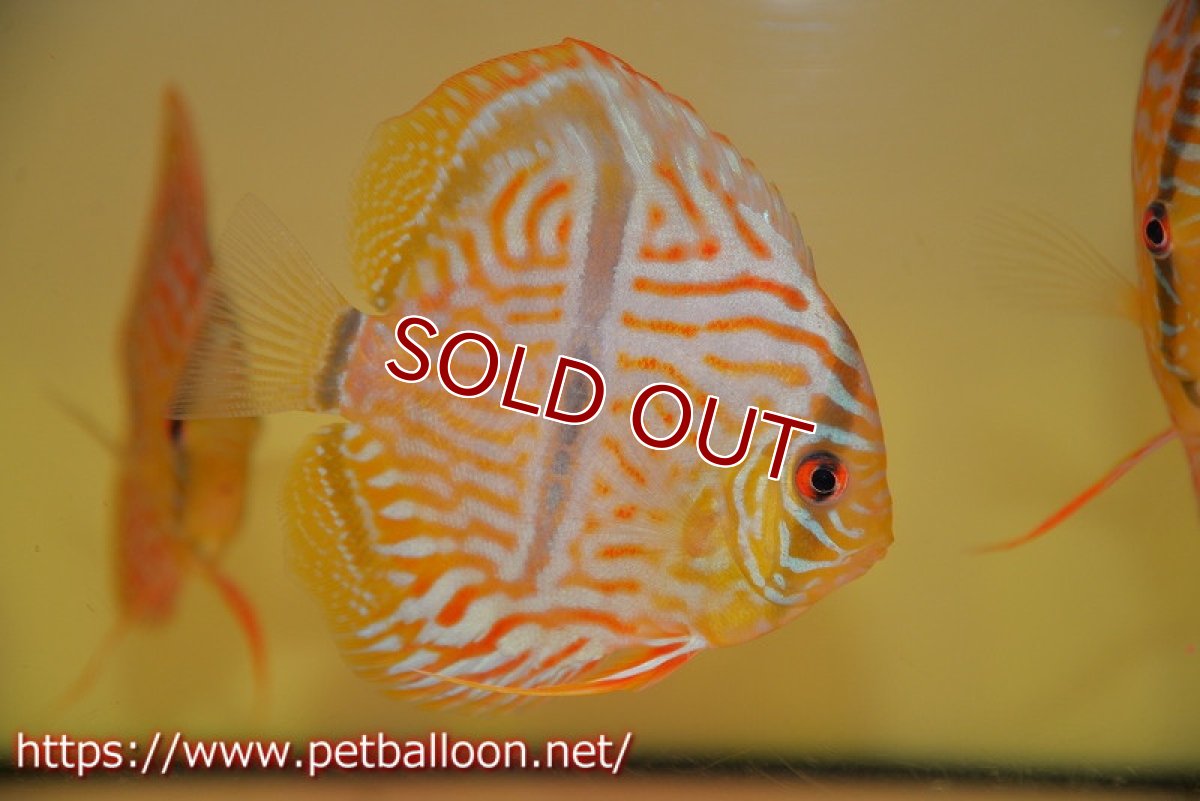 画像2: 【ディスカス】【通販】ワイルドヤムンダブルームーン×ヘッケルクロス　F2【個体販売】12cm（生体）マレーシア　KLディスカスファーム (2)