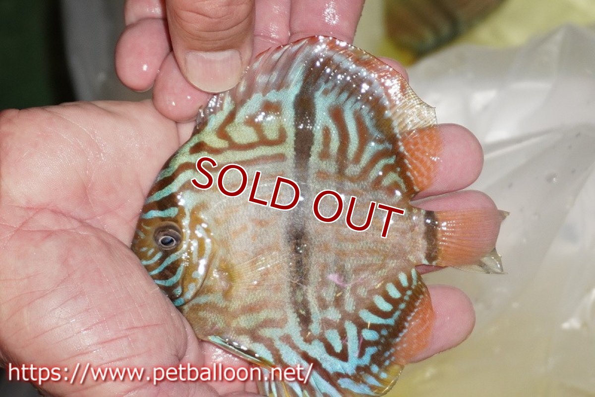 画像3: 【ディスカス】【通販】ワイルドヤムンダブルームーン×ヘッケルクロス　F2【個体販売】12cm（生体）マレーシア　KLディスカスファーム (3)