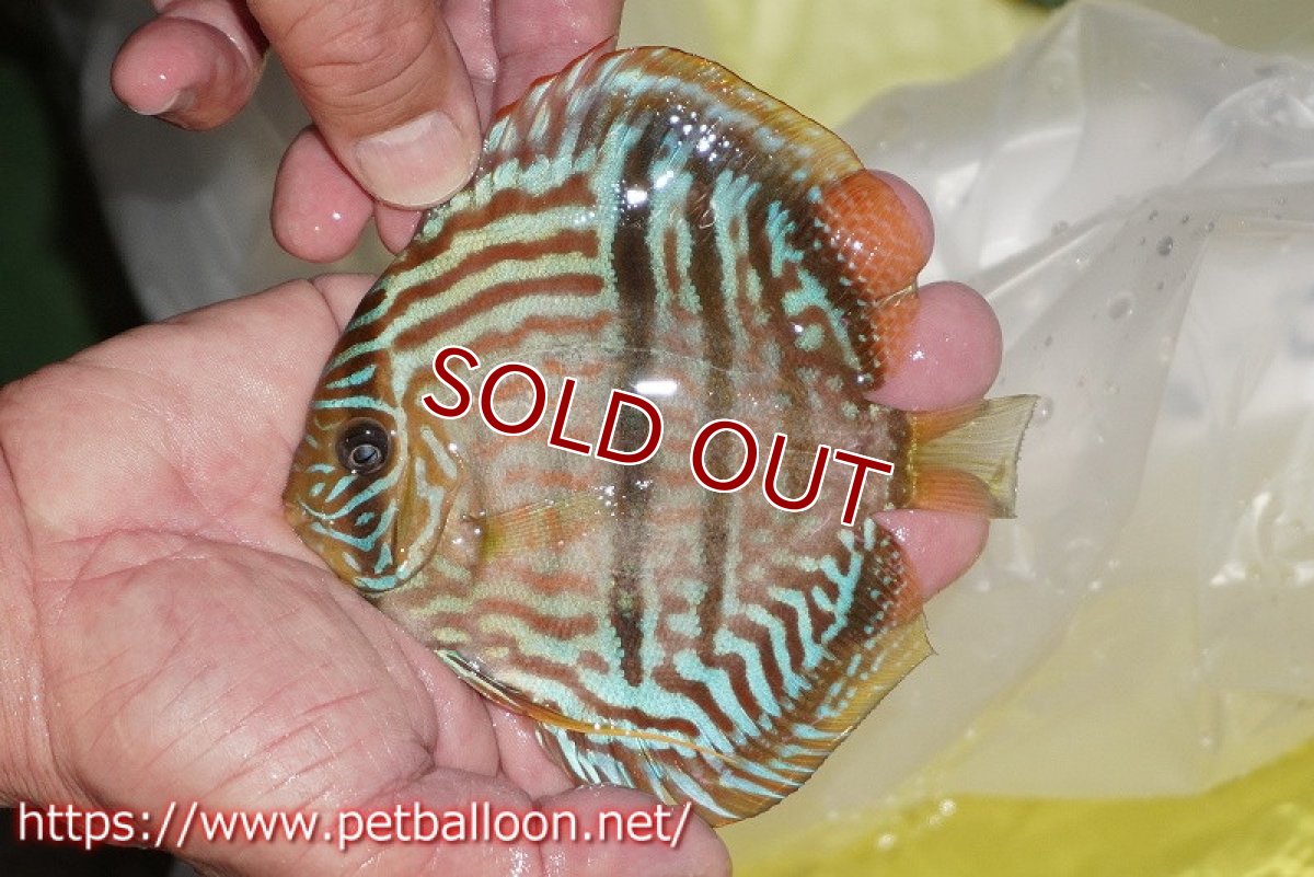 画像2: 【ディスカス】【通販】ワイルドヤムンダブルームーン×ヘッケルクロス　F2【個体販売】12cm（生体）マレーシア　KLディスカスファーム (2)