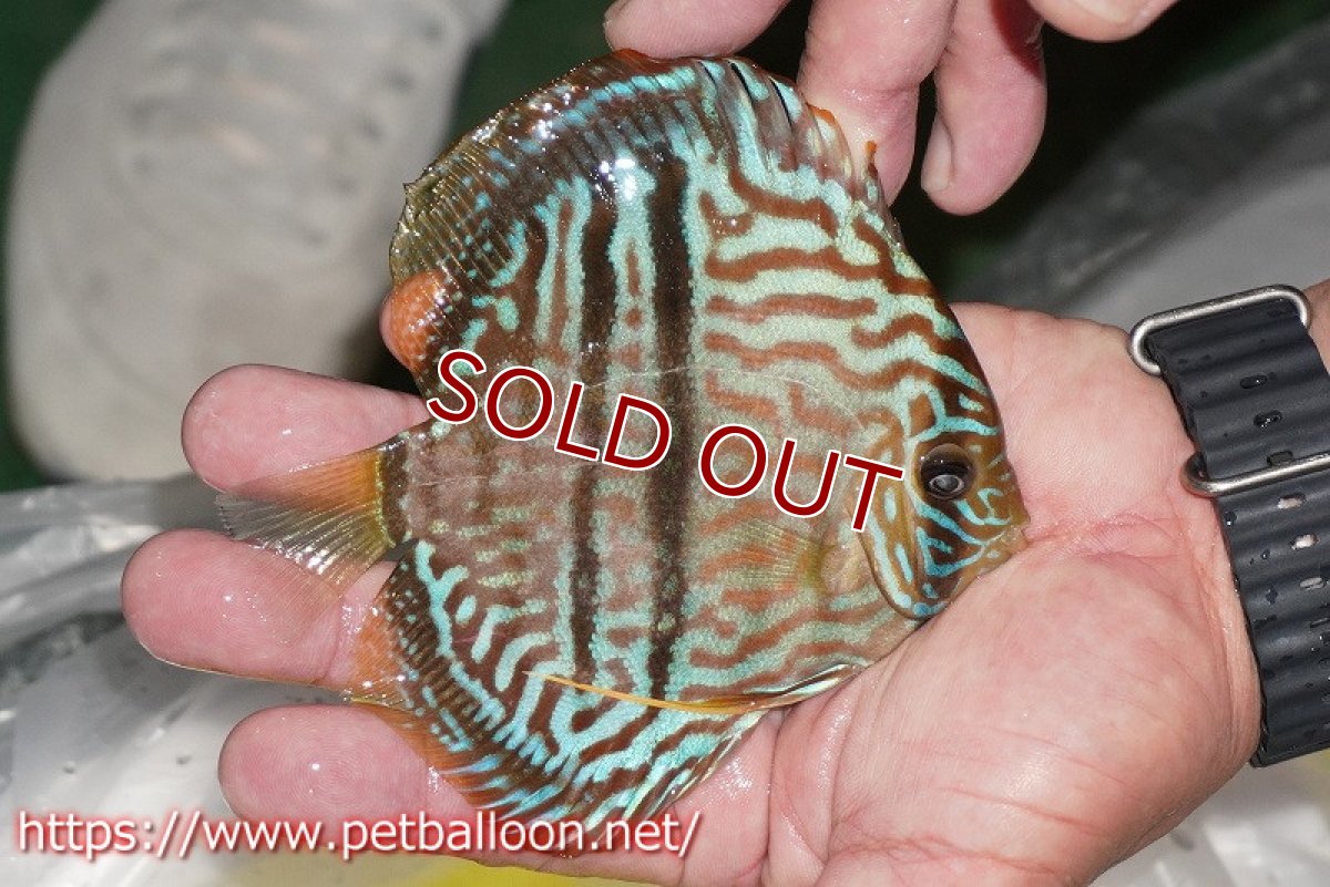 画像3: 【ディスカス】【通販】ワイルドヤムンダブルームーン×ヘッケルクロス　F2【個体販売】12cm（生体）マレーシア　KLディスカスファーム (3)