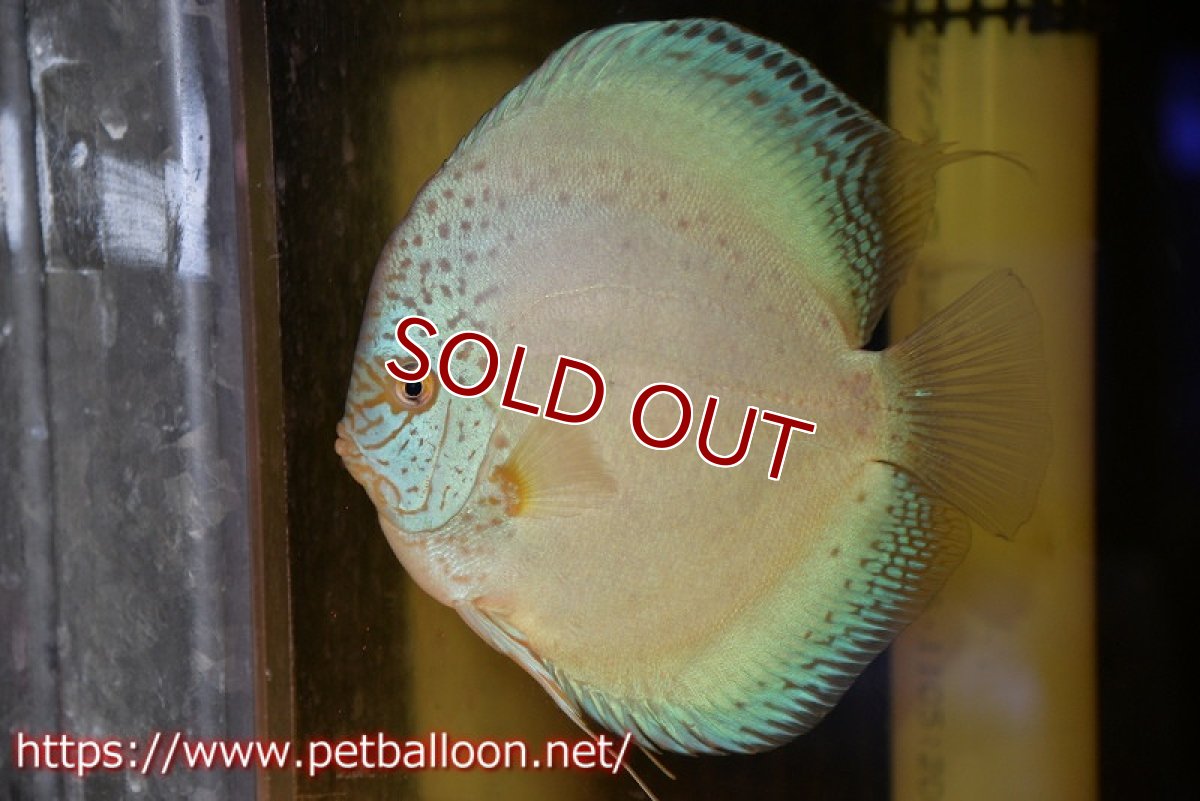 画像2: 【ディスカス】【通販】リフレクションDコバルト　ハイフォーム【個体販売】16-17cm（生体）マレーシア　NAディスカスファーム (2)