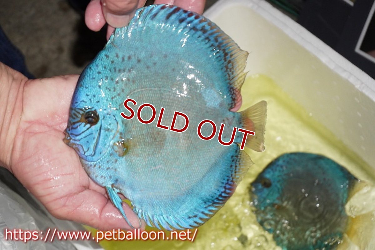 画像2: 【ディスカス】【通販】リフレクションDコバルト　ハイフォーム【個体販売】16-17cm（生体）マレーシア　NAディスカスファーム (2)