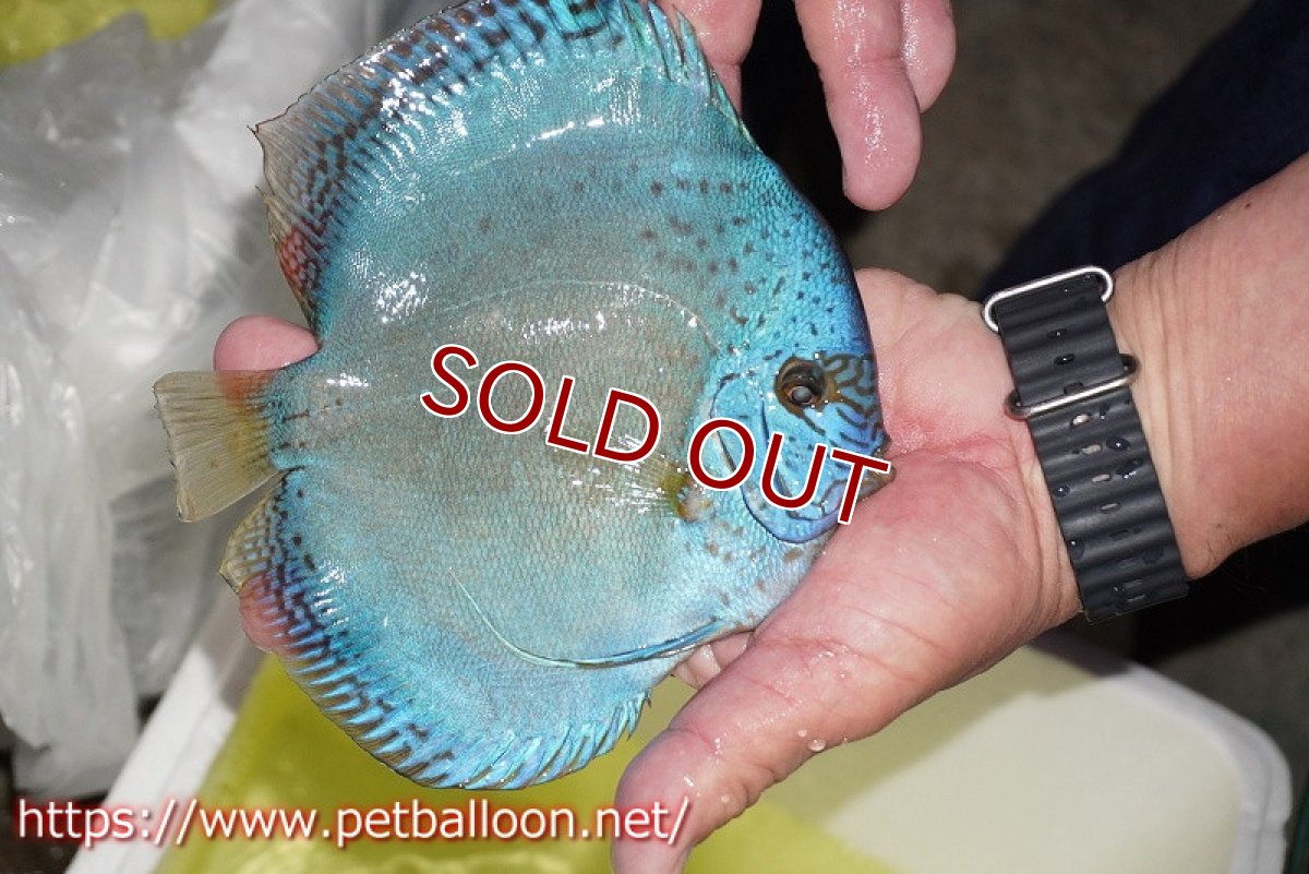 画像3: 【ディスカス】【通販】リフレクションDコバルト　ハイフォーム【個体販売】16-17cm（生体）マレーシア　NAディスカスファーム (3)