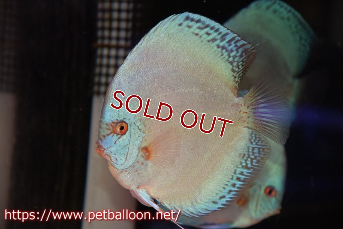 画像2: 【ディスカス】【通販】リフレクションDコバルト　ハイフォーム【個体販売】16-17cm（生体）マレーシア　NAディスカスファーム (2)