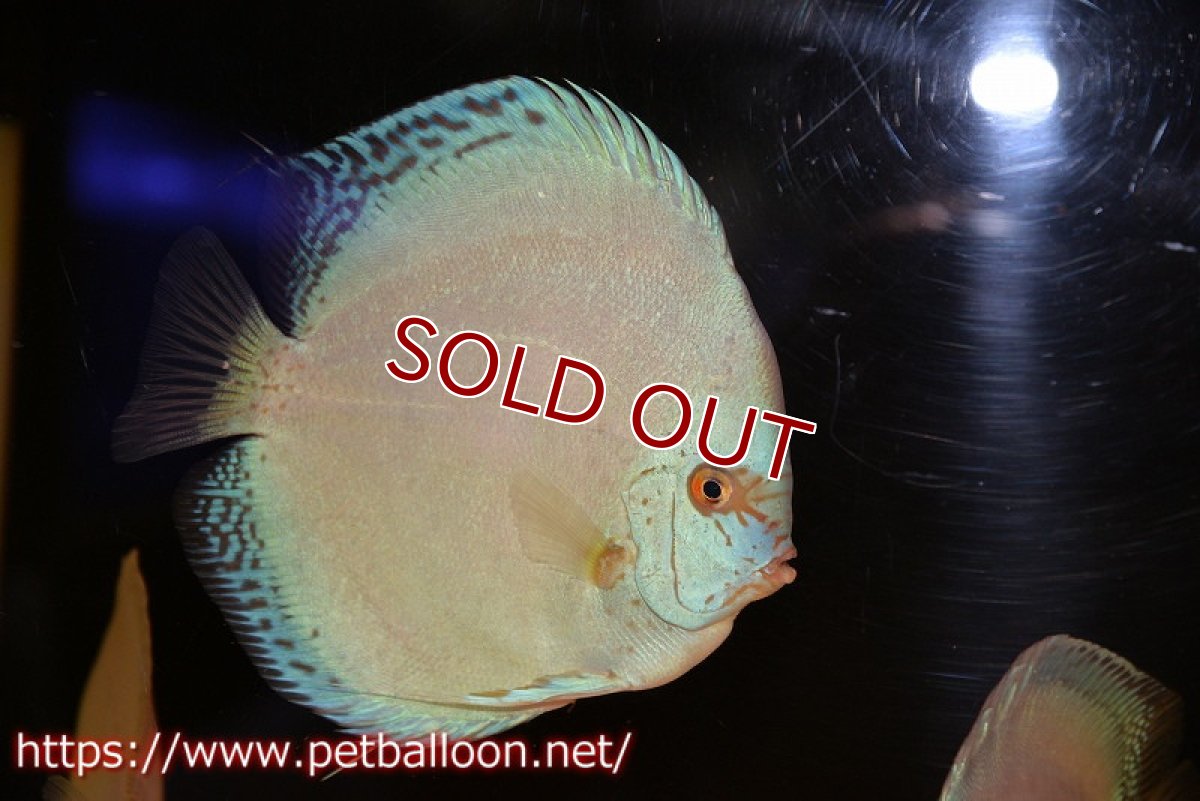 画像3: 【ディスカス】【通販】リフレクションDコバルト　ハイフォーム【個体販売】16-17cm（生体）マレーシア　NAディスカスファーム (3)