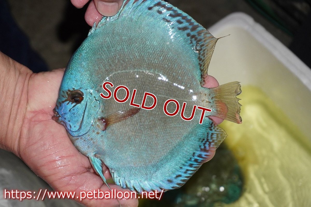 画像4: 【ディスカス】【通販】リフレクションDコバルト　ハイフォーム【個体販売】16-17cm（生体）マレーシア　NAディスカスファーム (4)