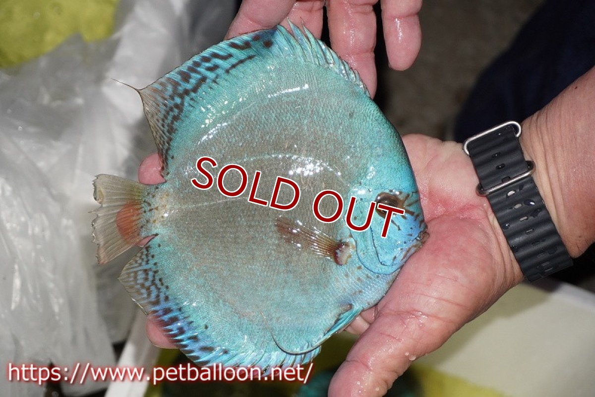 画像5: 【ディスカス】【通販】リフレクションDコバルト　ハイフォーム【個体販売】16-17cm（生体）マレーシア　NAディスカスファーム (5)