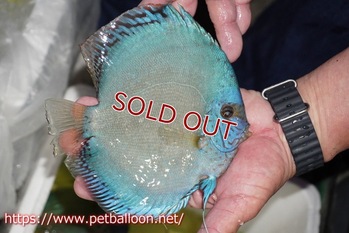 画像4: 【ディスカス】【通販】リフレクションDコバルト　ハイフォーム【個体販売】16-17cm（生体）マレーシア　NAディスカスファーム (4)