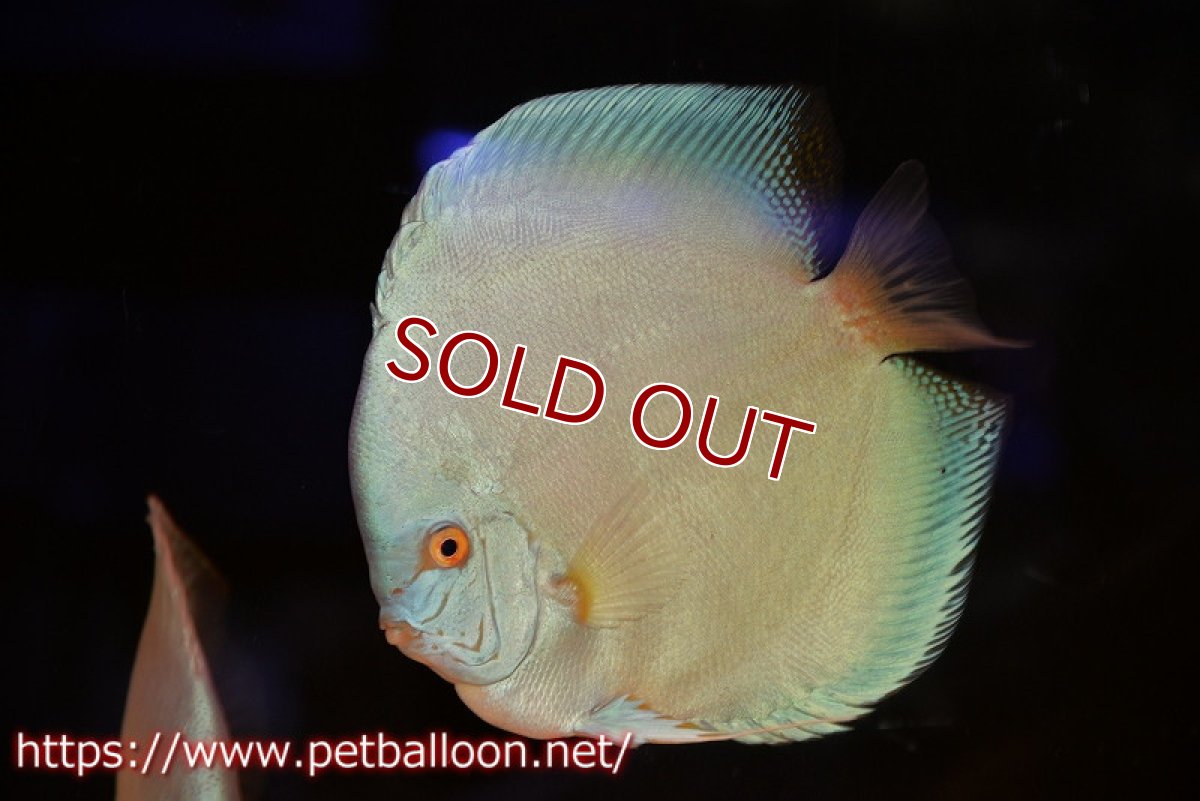 画像2: 【ディスカス】【通販】リフレクションDコバルト　ハイフォーム【個体販売】16-17cm（生体）マレーシア　NAディスカスファーム (2)