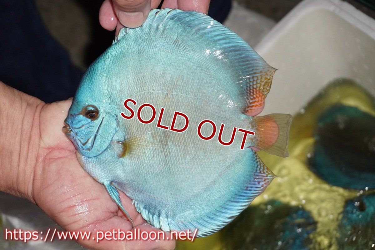 画像3: 【ディスカス】【通販】リフレクションDコバルト　ハイフォーム【個体販売】16-17cm（生体）マレーシア　NAディスカスファーム (3)