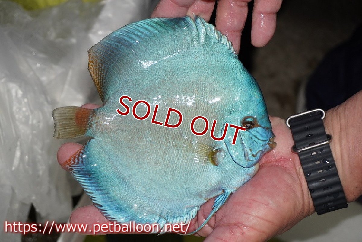 画像4: 【ディスカス】【通販】リフレクションDコバルト　ハイフォーム【個体販売】16-17cm（生体）マレーシア　NAディスカスファーム (4)